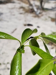 Loeseneriella