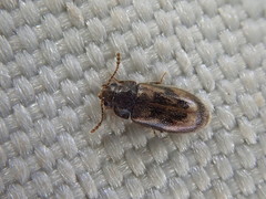 Phloiophilus edwardsii