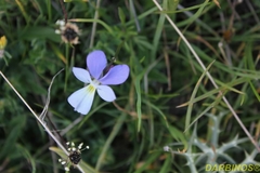 Viola epirota