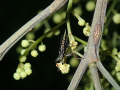 Rhinotia lineata