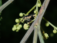 Rhinotia lineata