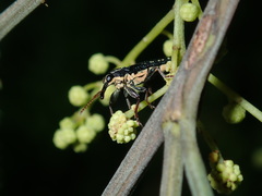 Rhinotia lineata
