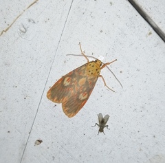 Ammatho cuneonotatus
