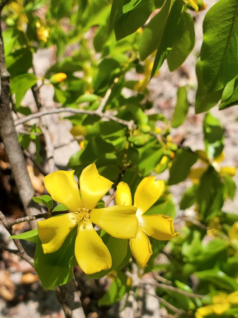 Arboa madagascariensis