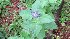 Salvia clinopodioides