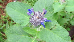 Salvia clinopodioides