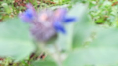 Salvia clinopodioides