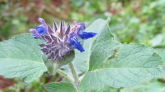 Salvia clinopodioides