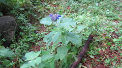 Salvia clinopodioides