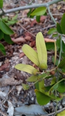 Ventilago