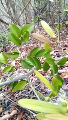 Ventilago