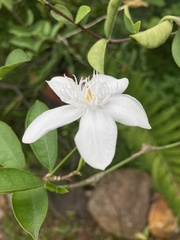 Wrightia antidysenterica