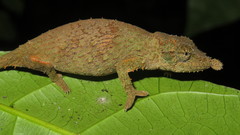 Rhampholeon spinosus