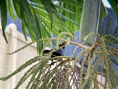 Eudynamys scolopaceus