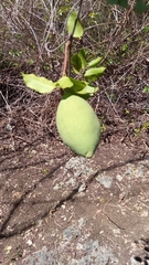 Landolphia obliquinervia