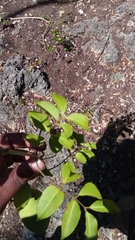 Landolphia obliquinervia