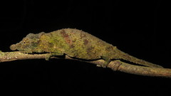 Rhampholeon spinosus