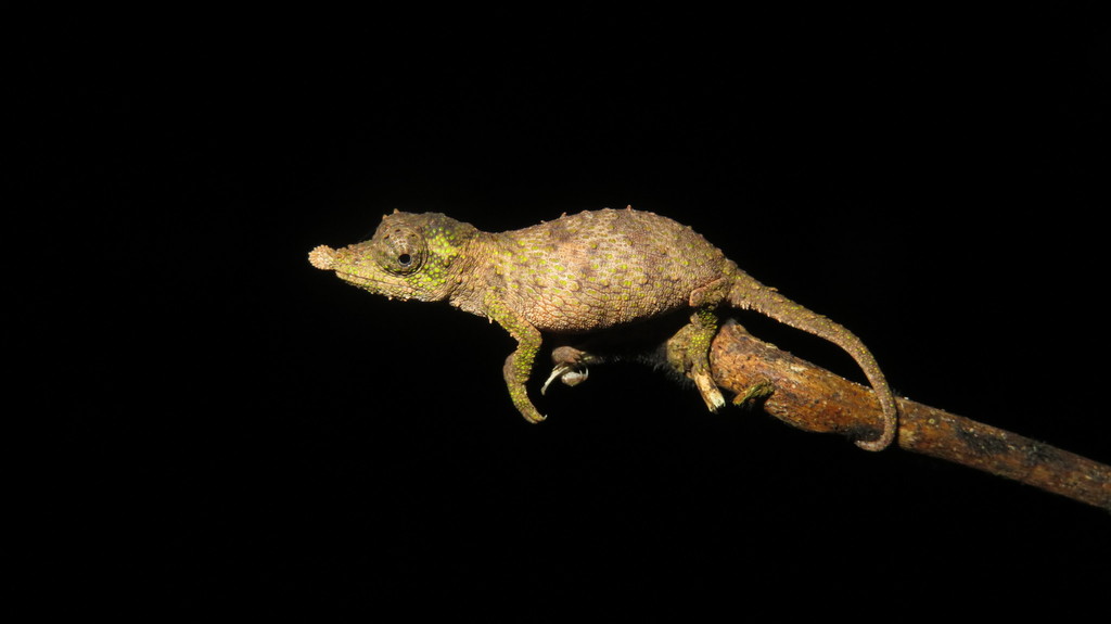 Rosette-nosed Pygmy Chameleon (Rhampholeon spinosus)