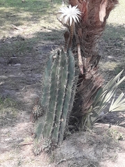 Echinopsis rhodotricha