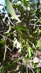 Baudouinia fluggeiformis