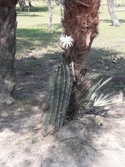 Echinopsis rhodotricha