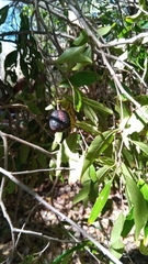 Baudouinia fluggeiformis