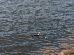 Microcarbo melanoleucos