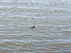 Microcarbo melanoleucos