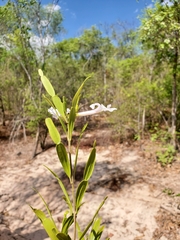 Phyllarthron bernierianum image