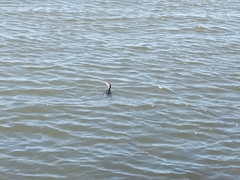 Microcarbo melanoleucos