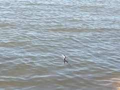 Microcarbo melanoleucos