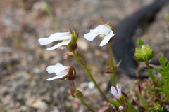 Stylidium ecorne