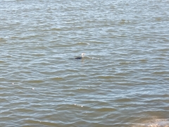 Microcarbo melanoleucos