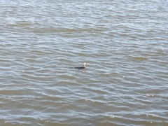 Microcarbo melanoleucos