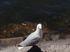 Chroicocephalus novaehollandiae