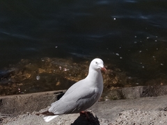 Chroicocephalus novaehollandiae