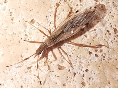 Berytinus striola