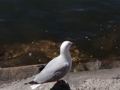 Chroicocephalus novaehollandiae