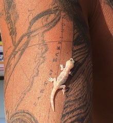 Hemidactylus turcicus