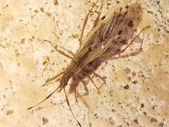 Berytinus striola