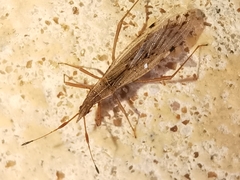 Berytinus striola