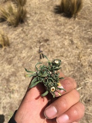 Erigeron lanceolatus