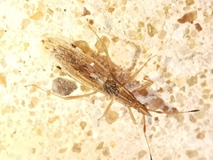 Berytinus striola