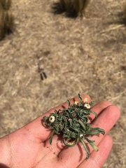 Erigeron lanceolatus