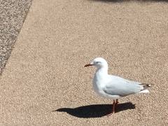 Chroicocephalus novaehollandiae