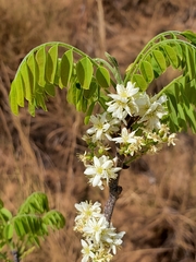 Rourea orientalis image