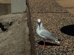 Chroicocephalus novaehollandiae