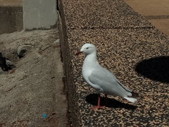 Chroicocephalus novaehollandiae