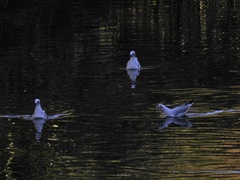 Chroicocephalus ridibundus