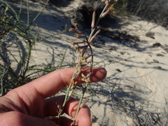 Dipcadi brevifolium